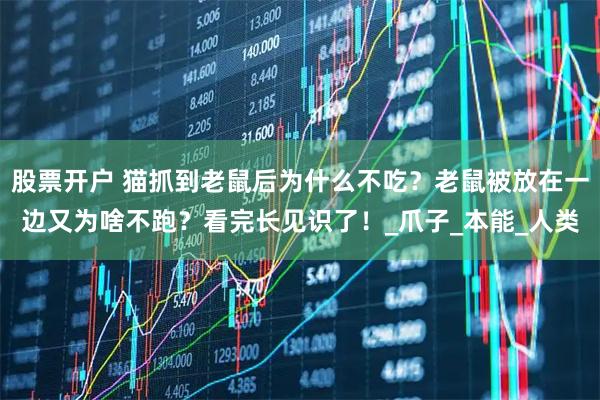 股票开户 猫抓到老鼠后为什么不吃？老鼠被放在一边又为啥不跑？看完长见识了！_爪子_本能_人类