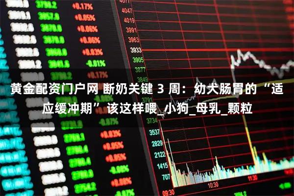 黄金配资门户网 断奶关键 3 周：幼犬肠胃的 “适应缓冲期” 该这样喂_小狗_母乳_颗粒